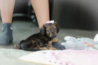 AKC Dolly, a female Miniature Dachshund for sale in Dundee, OH – 6 of 6