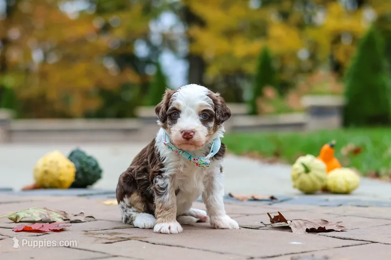 Milo – Bernedoodle puppy for sale in Dundee, OH