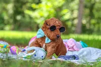 Caleb, a male Miniature Goldendoodle for sale in Dundee, OH – 6 of 10