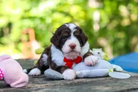 Maverick, a male Bernedoodle for sale in Dundee, OH – 6 of 10