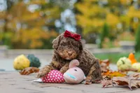Peaches, a female Bernedoodle for sale in Dundee, OH – 6 of 8
