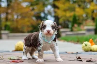 Milo, a male Bernedoodle for sale in Dundee, OH – 5 of 6