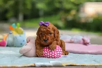 Bella, a female Goldendoodle for sale in Dundee, OH – 6 of 6