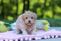 Alice, a female Maltipoo for sale in Dundee, OH – 2 of 5
