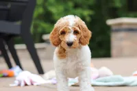 AKC Millie, a female Poodle - Standard  for sale in Dundee, OH – 6 of 10