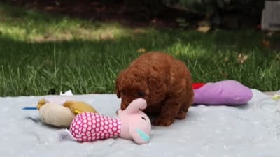 Bella, a female Goldendoodle for sale in Dundee, OH – 6 of 6
