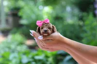 Leah, a female Poodle - Toy  for sale in Dundee, OH – 3 of 9