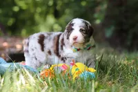 Wyatt, a male Bernedoodle for sale in Dundee, OH – 9 of 10