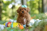 Lilly, a female Poodle - Toy  for sale in Dundee, OH – 9 of 10