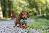 AKC Nemo, a male Miniature Dachshund for sale in Dundee, OH – 5 of 10