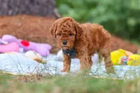 Ace, a male Goldendoodle for sale in Dundee, OH – 8 of 9