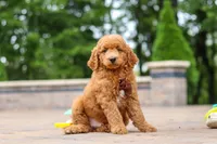 Caleb, a male Miniature Goldendoodle for sale in Dundee, OH – 4 of 10