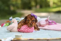 Elle, a female Miniature Dachshund for sale in Dundee, OH – 3 of 9