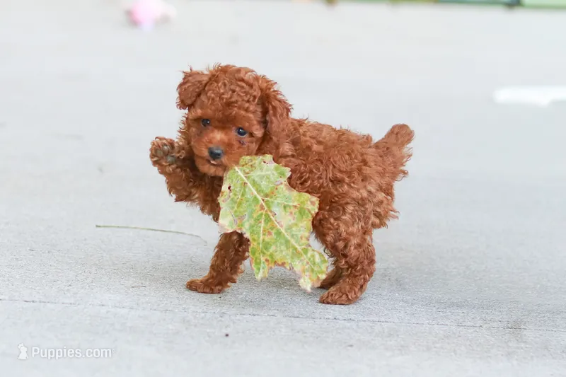 Grace – Poodle - Toy  puppy for sale in Dundee, OH