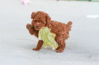 Grace, a female Poodle - Toy  for sale in Dundee, OH – 1 of 9