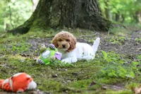 AKC Zoey, a female Poodle - Standard  for sale in Dundee, OH – 5 of 7
