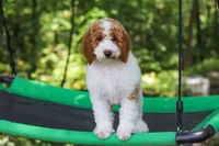 AKC Blossom, a female Poodle - Multi-Colored Standard and Poodle - Standard  for sale in Dundee, OH – 8 of 10