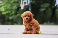 Kobe, a male Goldendoodle for sale in Dundee, OH – 8 of 10