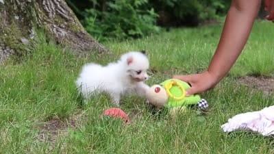 Kitty, a female Pomeranian for sale in Dundee, OH – 10 of 10