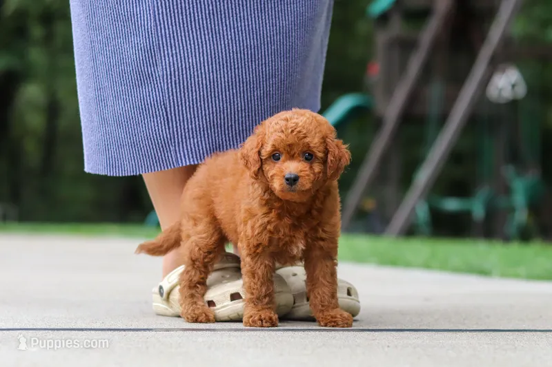 Kobe – Goldendoodle puppy for sale in Dundee, OH