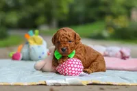 Bodie, a male Goldendoodle for sale in Dundee, OH – 4 of 7