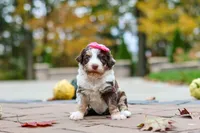 Rosie, a female Bernedoodle for sale in Dundee, OH – 1 of 6