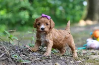 Vivian, a female Cavapoo for sale in Dundee, OH – 9 of 10