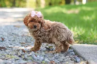 Jodi, a female Poodle - Toy  for sale in Dundee, OH – 6 of 9