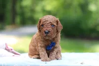 Benji, a male Miniature Goldendoodle for sale in Dundee, OH – 7 of 10