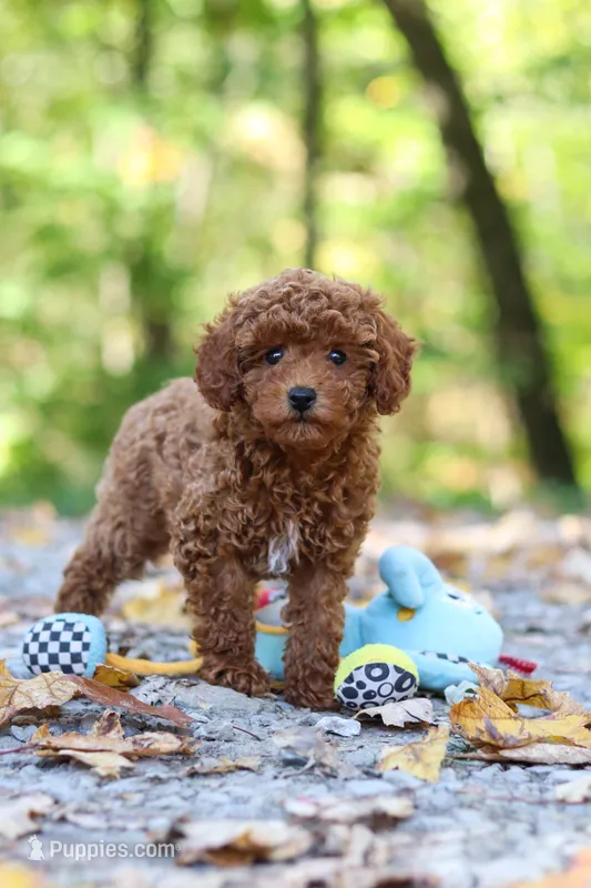 AKC Kevin – Poodle - Toy  puppy for sale in Dundee, OH