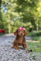 AKC Elle, a female Miniature Dachshund for sale in Dundee, OH – 2 of 8
