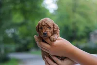 Bluey, a male Goldendoodle for sale in Dundee, OH – 3 of 7