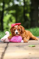 Natasha, a female Cavapoo for sale in Dundee, OH – 3 of 10