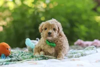 Alex, a male Maltipoo for sale in Dundee, OH – 1 of 5