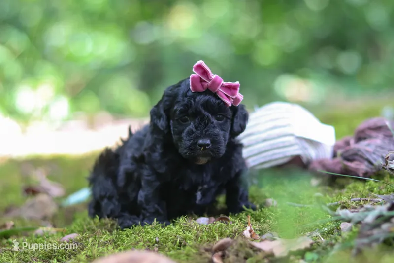 AKC Belle – Poodle - Toy  puppy for sale in Dundee, OH