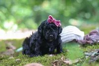 AKC Belle, a female Poodle - Toy  for sale in Dundee, OH – 1 of 8