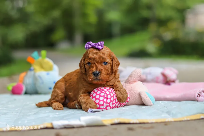 Bella – Goldendoodle puppy for sale in Dundee, OH