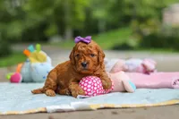 Bella, a female Goldendoodle for sale in Dundee, OH – 1 of 6