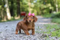 AKC Elle, a female Miniature Dachshund for sale in Dundee, OH – 7 of 8