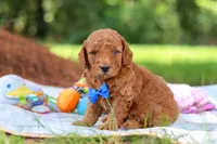 Toby, a male Miniature Goldendoodle for sale in Dundee, OH – 2 of 10