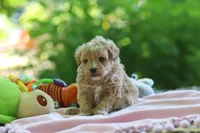 Alex, a male Maltipoo for sale in Dundee, OH – 2 of 5