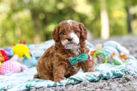 Cooper, a male Cavapoo for sale in Dundee, OH – 6 of 10