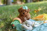 Lilly, a female Poodle - Toy  for sale in Dundee, OH – 5 of 10
