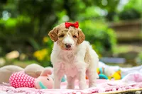 AKC Willow, a female Poodle - Standard  for sale in Dundee, OH – 4 of 8