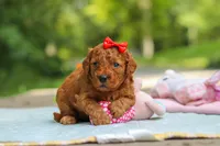 Hannah, a female Goldendoodle for sale in Dundee, OH – 5 of 10
