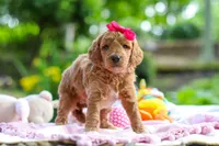 AKC Poppy, a female Poodle - Standard  for sale in Dundee, OH – 4 of 8