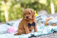 Wally, a male Cavapoo for sale in Dundee, OH – 8 of 10