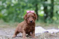Skye, a female Miniature Goldendoodle for sale in Dundee, OH – 2 of 7