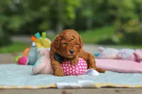 Ace, a male Goldendoodle for sale in Dundee, OH – 3 of 5