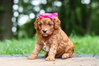 Evelyn, a female Cavapoo for sale in Dundee, OH – 7 of 10